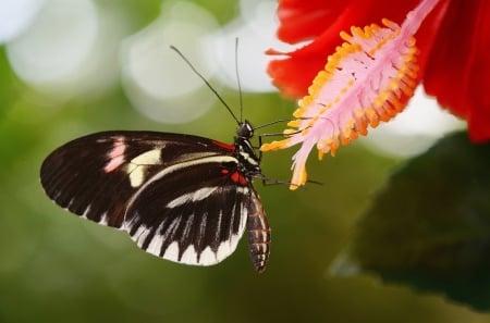 BUTTERFLY - INSECT, FLOWER, WINGS, LEAVES