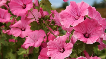 MALVA - leaves, stems, petals, pink