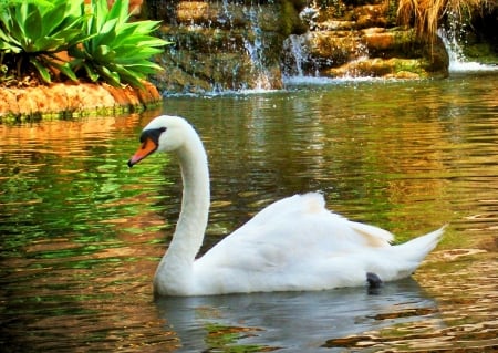 SWAN - wings, water, feathers, waves