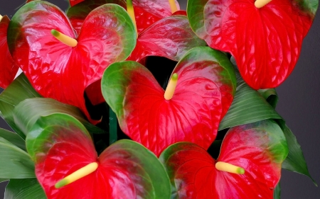 ANTHURIUM - red, leaves, petals, green