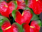 ANTHURIUM