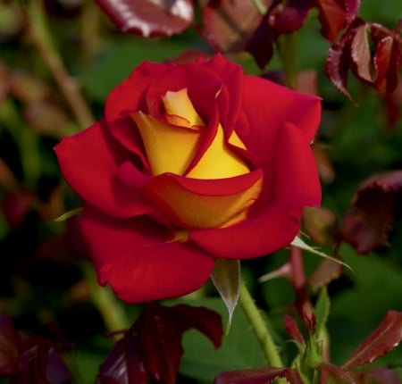 ROSE - COLORS, LEAVES, STEMS, PETALS