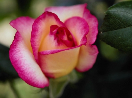 ROSE - leaves, petals, pink, green