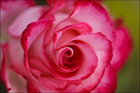 ROSE - flower, petals, pink, nature