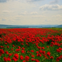 Poppy Flowers