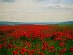 Poppy Flowers