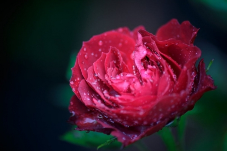 â™¥ - flower, nature, macro, soft