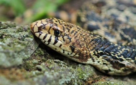 bullsnake - animal, rock, bullsnake, reptile