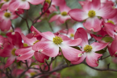 Magnolias - white, flower, pink, spring, yellow, magnolia