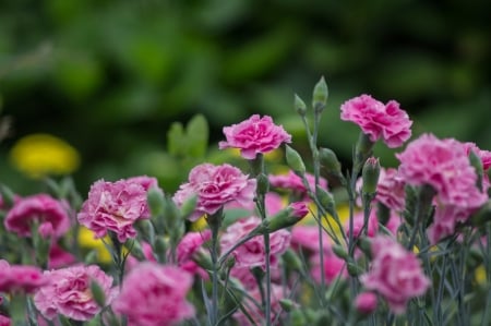 Carnations - garoafe, summer, green, claveles, carnations, flower, pink