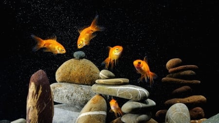 Fish - summer, rock, black, golden, fish, orange, stone, vara