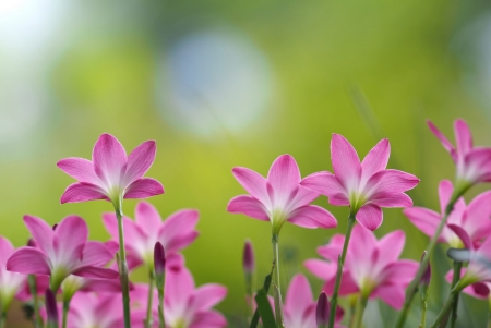 Pink flowers - summer, flower, pink, bokeh, vara, green