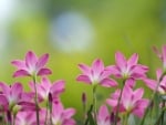 Pink flowers