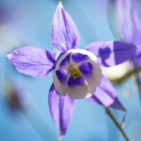 Purple bell