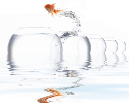 Migration - water, summer, aquarium, orange, migration, white, splash, golden, fish, vara