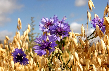 Cornflowers - nature, field, cornflowers, flowers