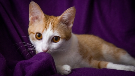 Kitten - white, animal, pisica, purple, kitten, cute, orange, cat