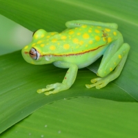 PRETTY GREEN FROG