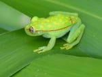 PRETTY GREEN FROG