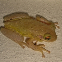 FROG ON WALL