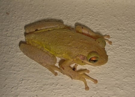 FROG ON WALL - ANIMAL, IMAGE, FROG, PRETTY