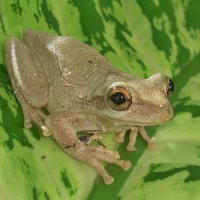 FROG ON LEAF