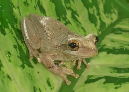 FROG ON LEAF