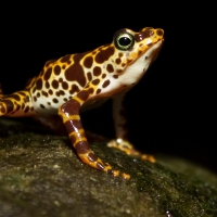 MALE ATELOPUS CERTUS FROG