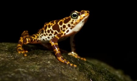 MALE ATELOPUS CERTUS FROG - CUTE, IMAGE, LITTLE, FROG