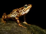 MALE ATELOPUS CERTUS FROG