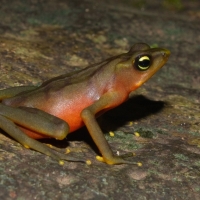 FEMALE ATELOPUS LIMOSUS FROG