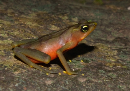 FEMALE ATELOPUS LIMOSUS FROG