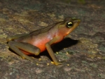 FEMALE ATELOPUS LIMOSUS FROG