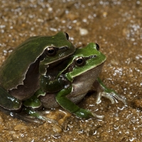 TWO GREEN FROGS