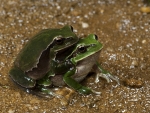 TWO GREEN FROGS