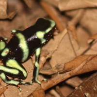 BLACK AND GREEN POISON DART FROG