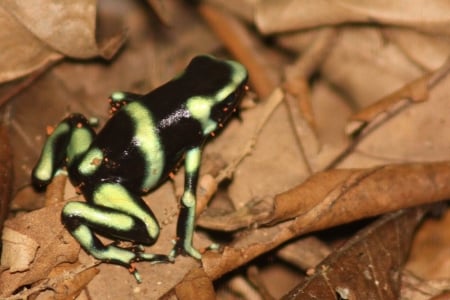 BLACK AND GREEN POISON DART FROG - dart, image, poison, frog