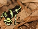 BLACK AND GREEN POISON DART FROG