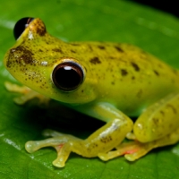 CANAL ZONE TREE FROG