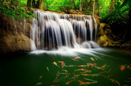 Forest waterfall - trees, forest, fishes, thailand, beautiful, summer, waterfall, exotic