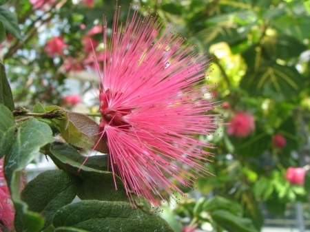 PINK POWDERPUFF - blossoms, flower, pink, pretty