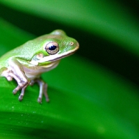 TINY GREEN FROG