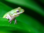 TINY GREEN FROG