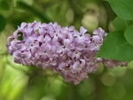 LILAC FLOWERS