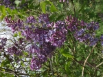 LILAC SHRUB