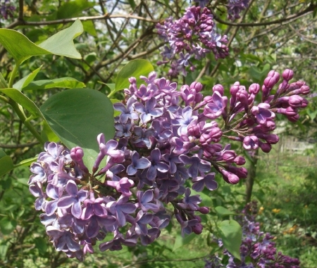 BEAUTIFUL LILACS - flowers, beautiful, image, lilac