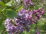 BEAUTIFUL LILACS