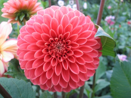 Dahlia - summer, blossom, garden, plants, petals, pink