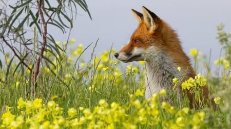 Watching Fox - fox, summer, flowers, field, spring, firefox persona theme