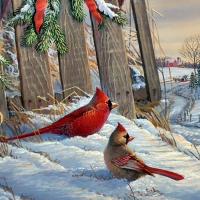 Winter Red Birds F1C